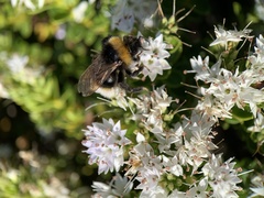 Bombus vestalis