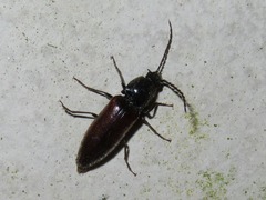 Hemicrepidius niger
