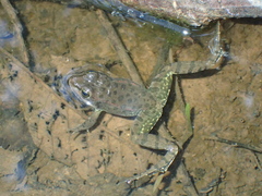 Pelophylax ridibundus