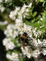 Bombus vestalis