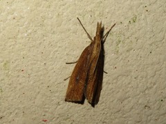 Chilo phragmitella