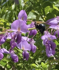 Xylocopa virginica