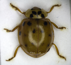 Harmonia axyridis
