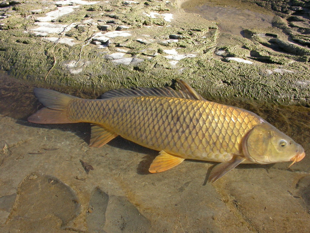 European Carp (Fishes of West Virginia) · iNaturalist