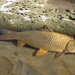 European Carp - Photo (c) Stefano Porcellotti, some rights reserved (CC BY-NC)