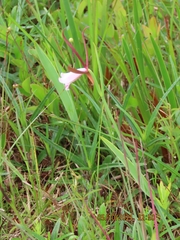 Cleistesiopsis