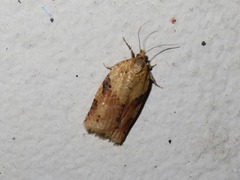 Clepsis spectrana