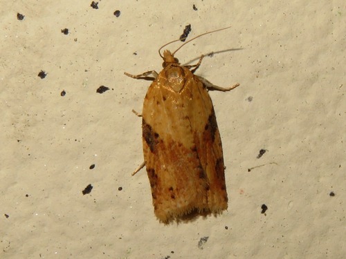 Cyclamen Tortrix, Voorschoten, Nederland, photo 9 of 10
