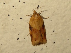 Clepsis spectrana