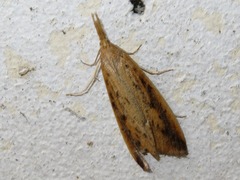 Schoenobius gigantella