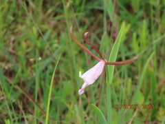 Cleistesiopsis