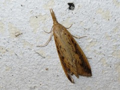 Schoenobius gigantella