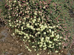 Eriogonum thymoides