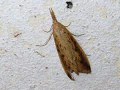 Schoenobius gigantella