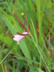 Cleistesiopsis