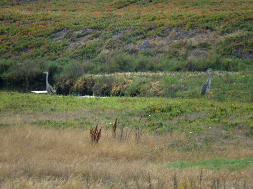 photo of Great Blue Heron (Ardea herodias)