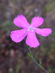 Dianthus laricifolius