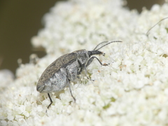 Mycterus curculioides