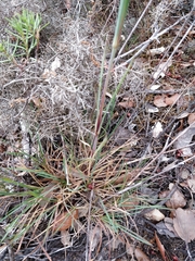 Dianthus laricifolius