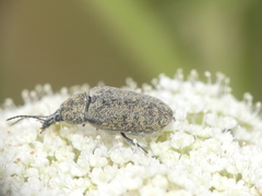 Mycterus curculioides