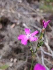 Dianthus laricifolius