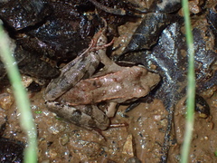Rana macrocnemis