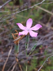 Dianthus laricifolius