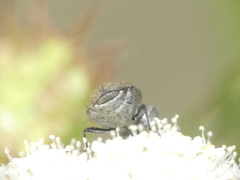 Mycterus curculioides