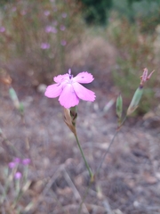 Dianthus laricifolius