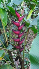 Heliconia orthotricha