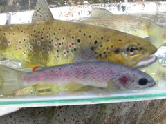 Salmo trutta fario