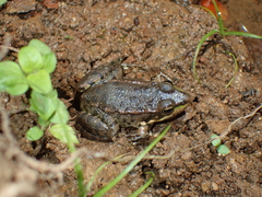 Pelophylax ridibundus