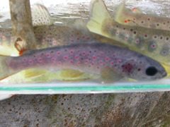 Salmo trutta fario