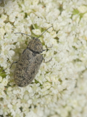 Mycterus curculioides