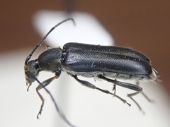 Grammoptera subargentata