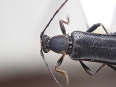 Grammoptera subargentata