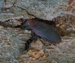 Oxyhaloa deusta
