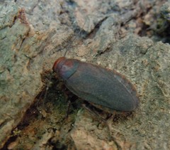 Oxyhaloa deusta