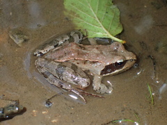 Rana macrocnemis