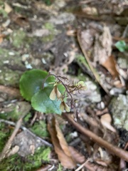 Neottia smallii