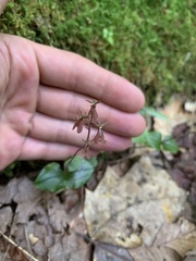 Neottia smallii
