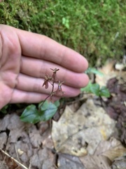 Neottia smallii