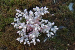 Sedum mucizonia
