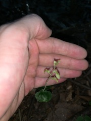 Neottia smallii