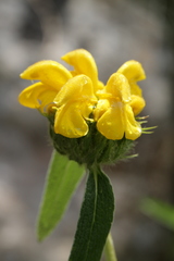 Phlomis cypria
