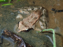 Rana macrocnemis