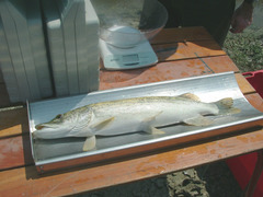 Esox cisalpinus
