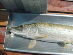 Esox cisalpinus