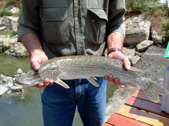 Esox cisalpinus