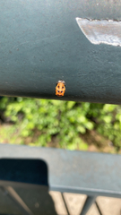 Harmonia axyridis
